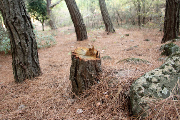 Kaysville, UT Tree Removal Services Company